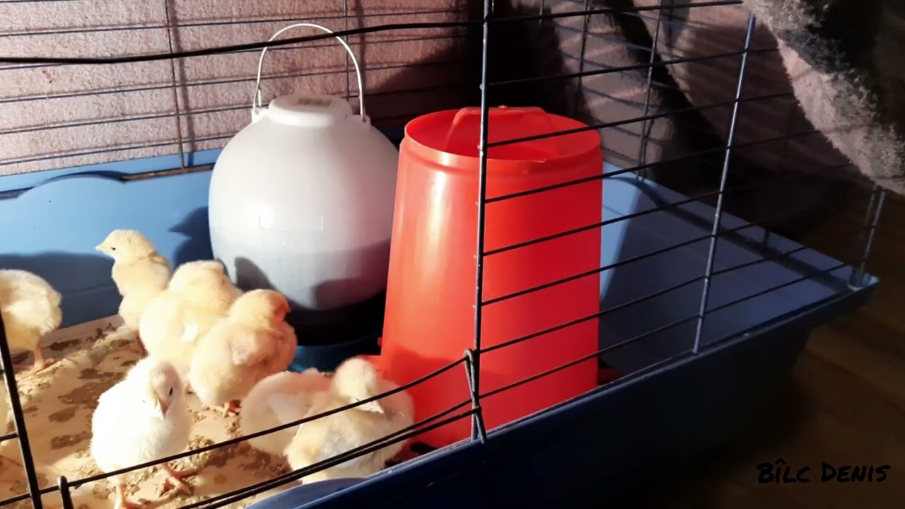 ‼️Pui Agroland‼️ Mi-am cumpărat 35 de pui de carne de la Agroland