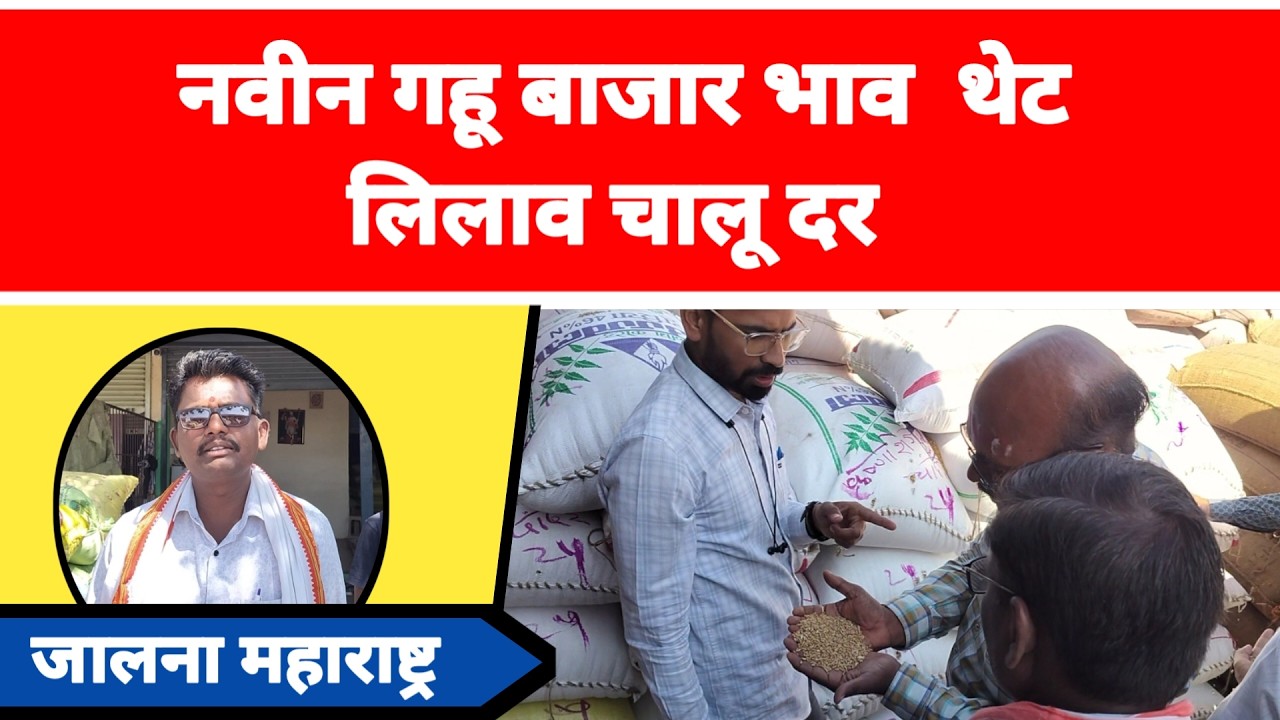 नवीन गहू बाजार भाव थेट लिलाव चालू दर जालना महाराष्ट्र || नवीन गव्हाला काय मिळतो भाव