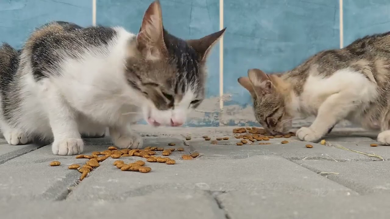 ❤️‍🔥🥹🙏🧿 #cat #babykids #kitten #cute #animals #sweetestkittens #chat #funny #straycat #pets 