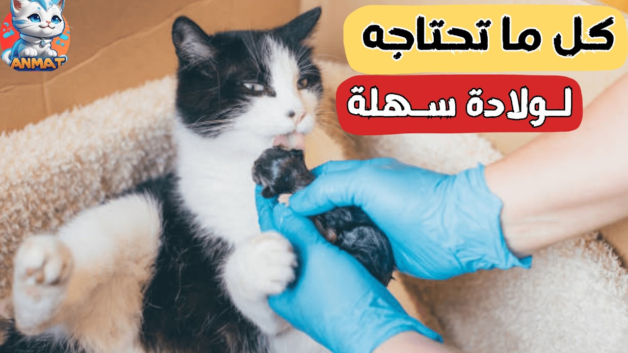 كيف تستعد لولادة قطتك: ولادة القطط لأول مرة😻
