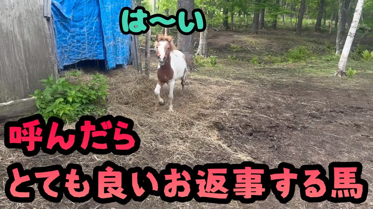 【馬の赤ちゃん】【種馬】呼んだらとても良いお返事をする馬