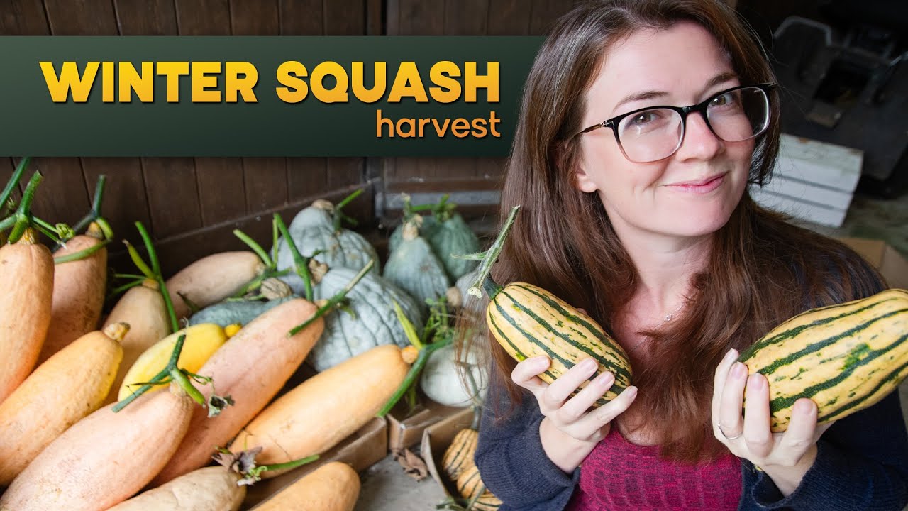 Harvesting 5 Varieties of Winter Squash (+ Being Eternally Distracted By Geese...)