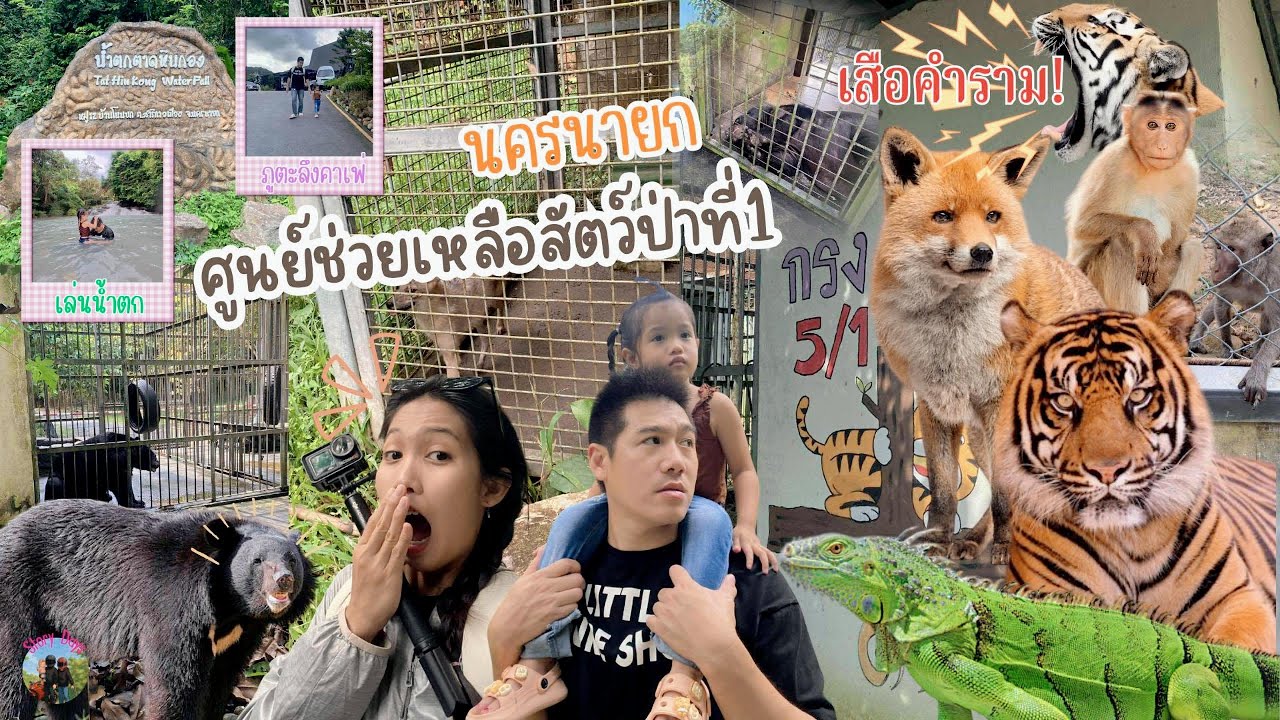 Vlogตะลุย ศูนย์ช่วยเหลือสัตว์ป่าที่1นครนายก แวะภูตะลึงคาเฟ่และเล่นน้ำตกตาดหินกอง I Story Days
