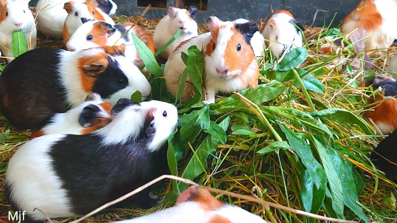 Guinea pigs eating ASMR , raising Guinea pigs eating food , cute Guinea pig eating grass