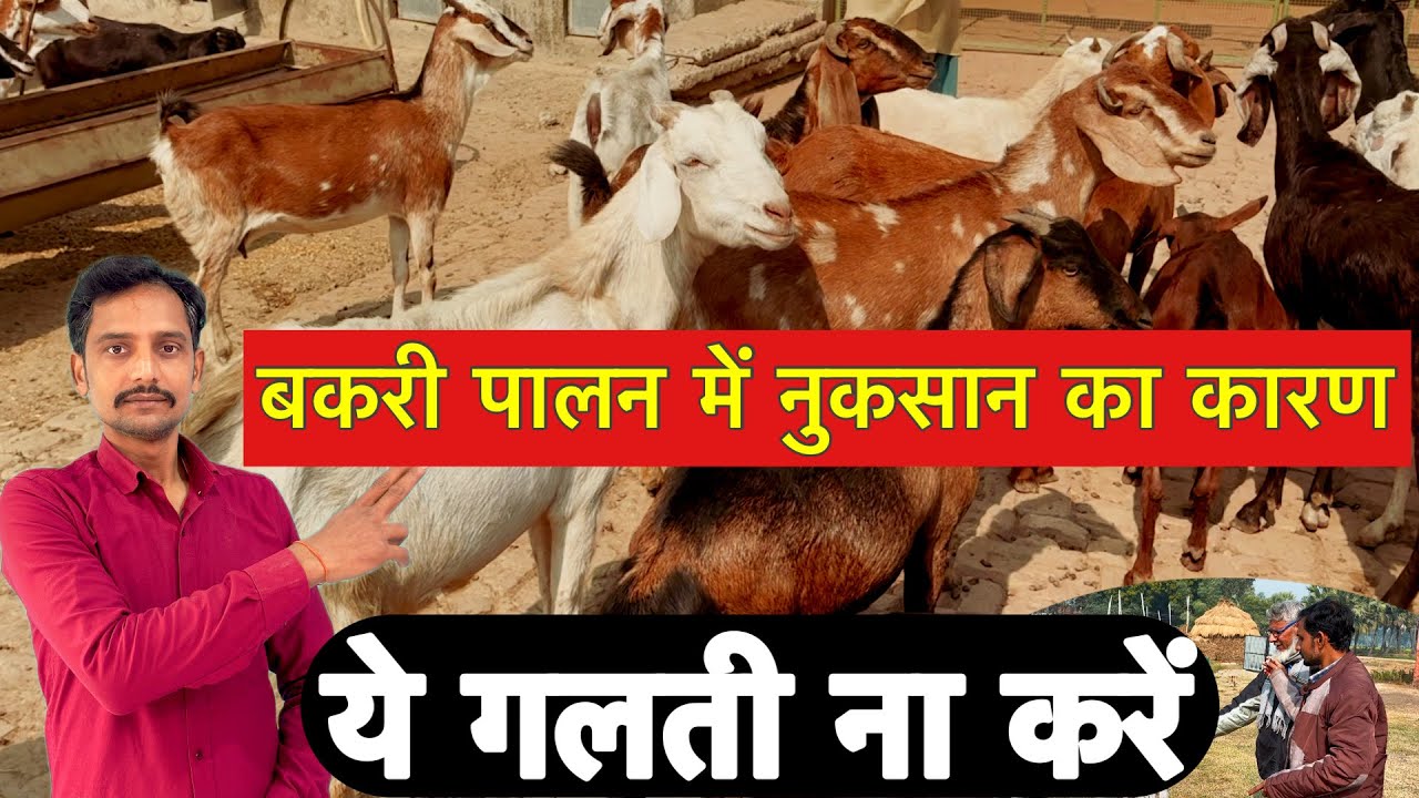 इसी करण से बकरी फार्म खुलते ही बंद हो जाता है,फार्मिंग से पहले जरूर जाने ॥ goat farming india | farm