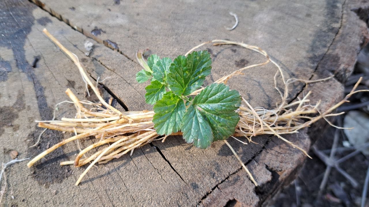 Wildgemüse | Nelkenwurz | Wintersalat | Geum urbanum | Eugenol | Survival | Bushcraft | Pflanze
