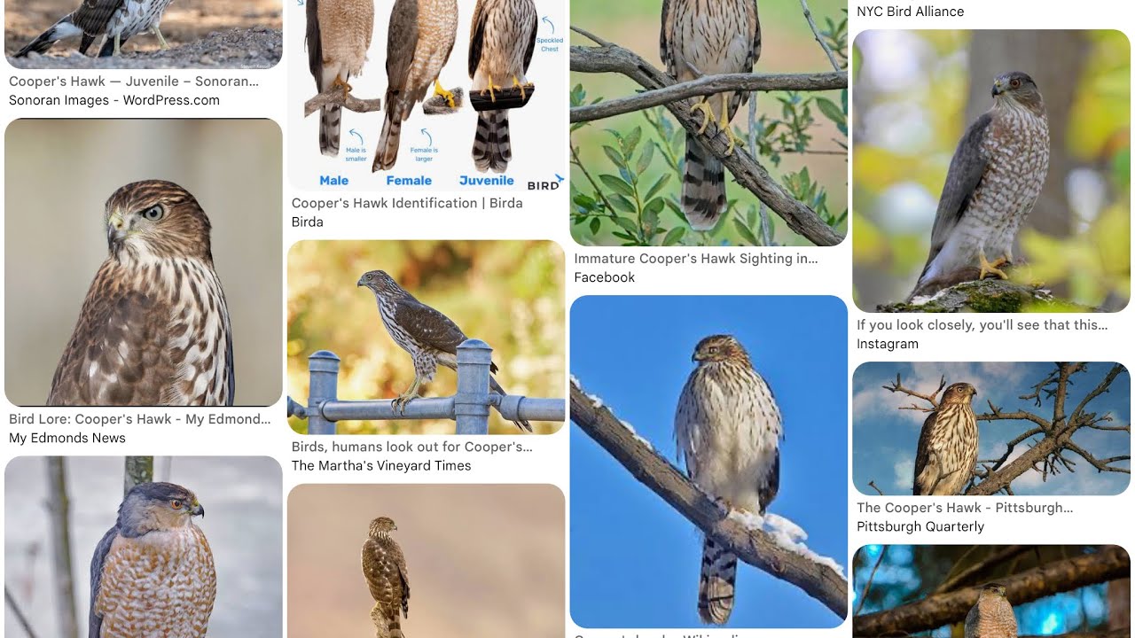 My daily visitor , google lense said it’s a Koopers Hawk, but w a C.. 