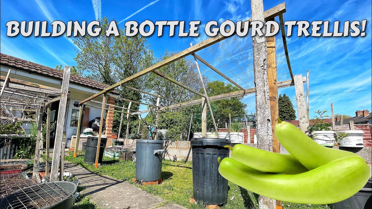 GROWING BOTTLE GOURD IN UK | BUILDING TRELLIS FOR CLIMBING PLANTS | GARDEN MAKEOVER SHOKHER BAGAN
