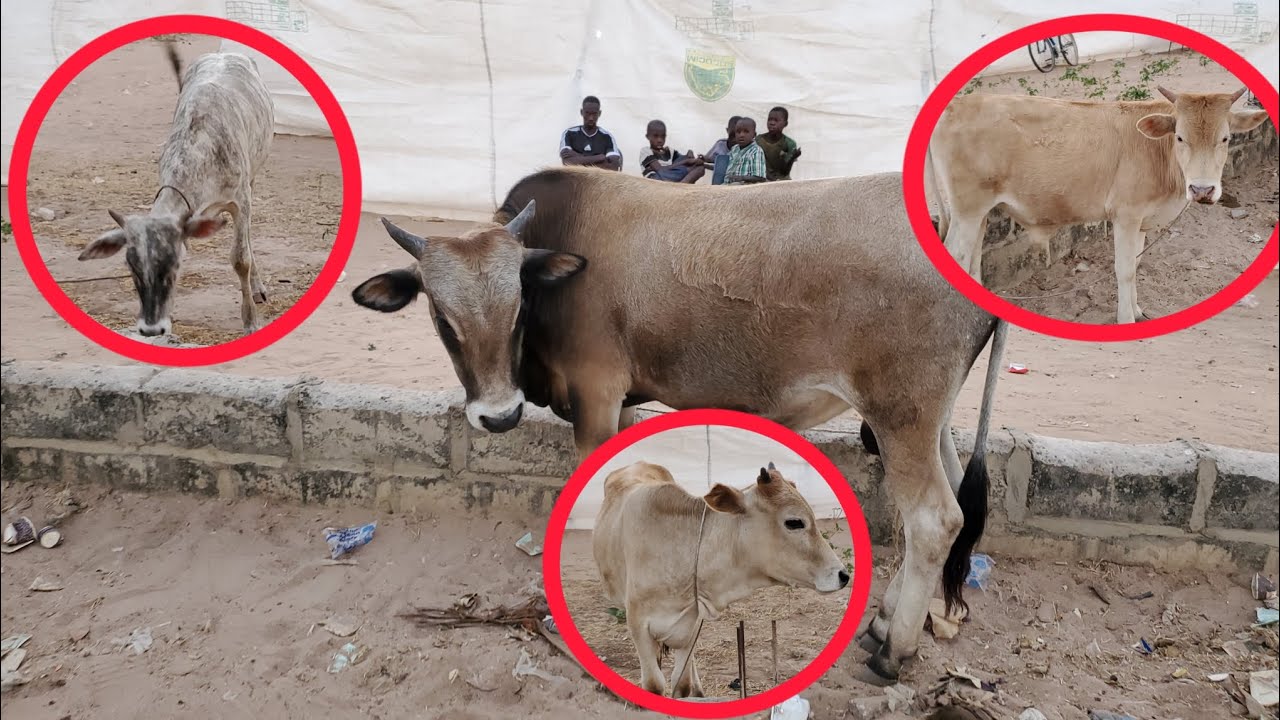 Les boeufs 🦬🦬🐄lamb DIOP PRODUCTION a karang  17 janvier 2024