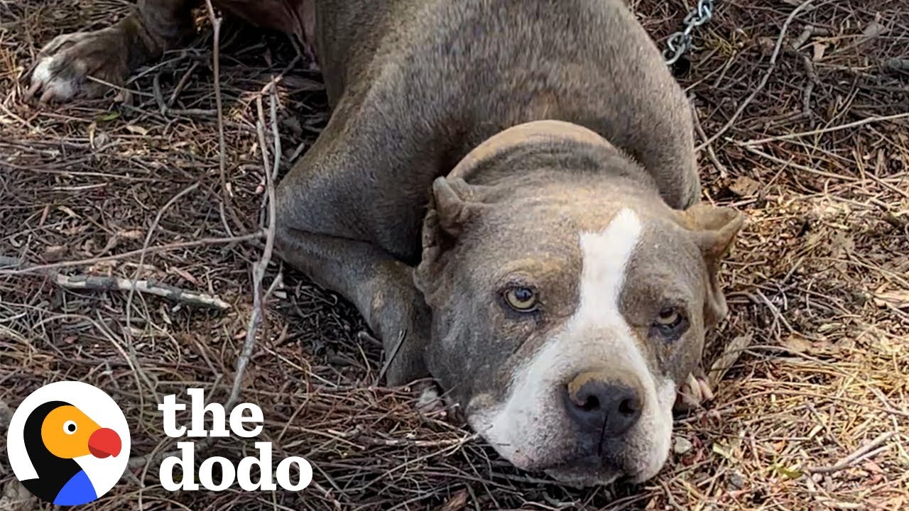 Pittie Found Tied To A Fence Goes Glamping With Her New Parents | The Dodo