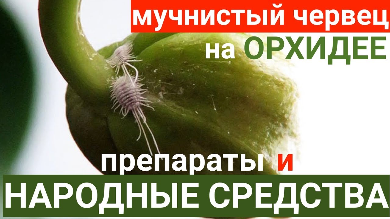 мучнистый червец на орхидее