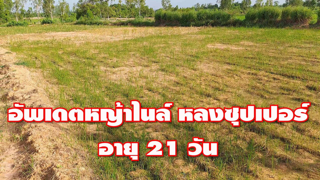 อัพหญ้าไนล์ หญ้าหลงซุปเปอร์