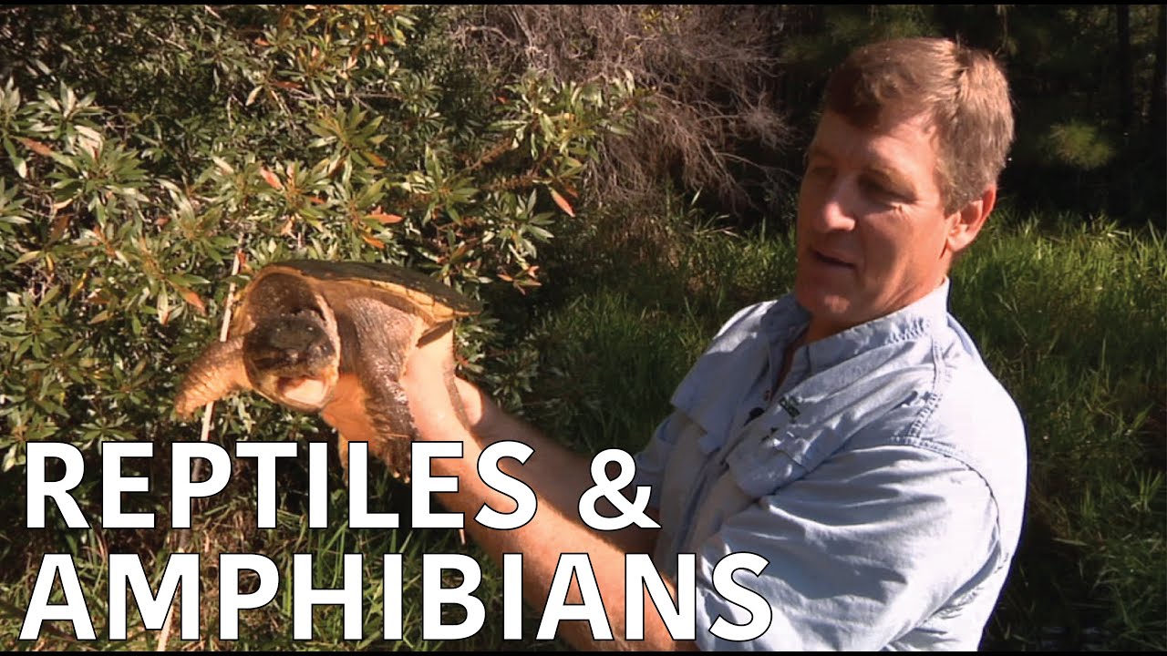 Coastal Kingdom | Season 1, Episode 3 – ‘Reptiles and Amphibians’ | Full Episode