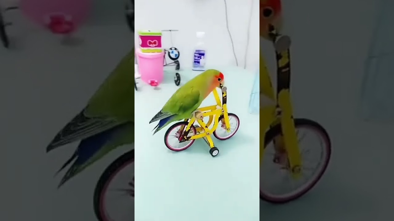 Smart Parrot.#shorts #imm #trending #viral #parrot