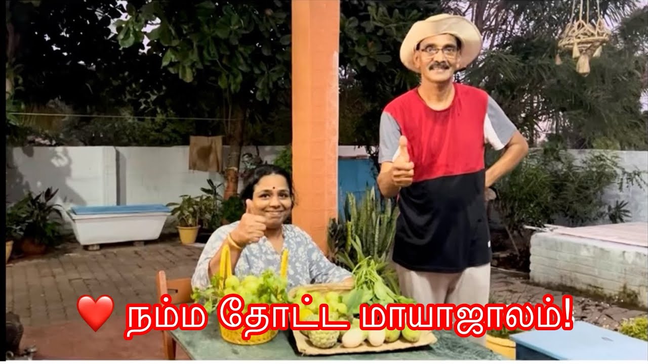 🌿 இன்றைய தோட்ட அறுவடை | நம்ம வீட்டுக் காய்கறிகள்🍆🥬#harvest #gardening #homegarden 