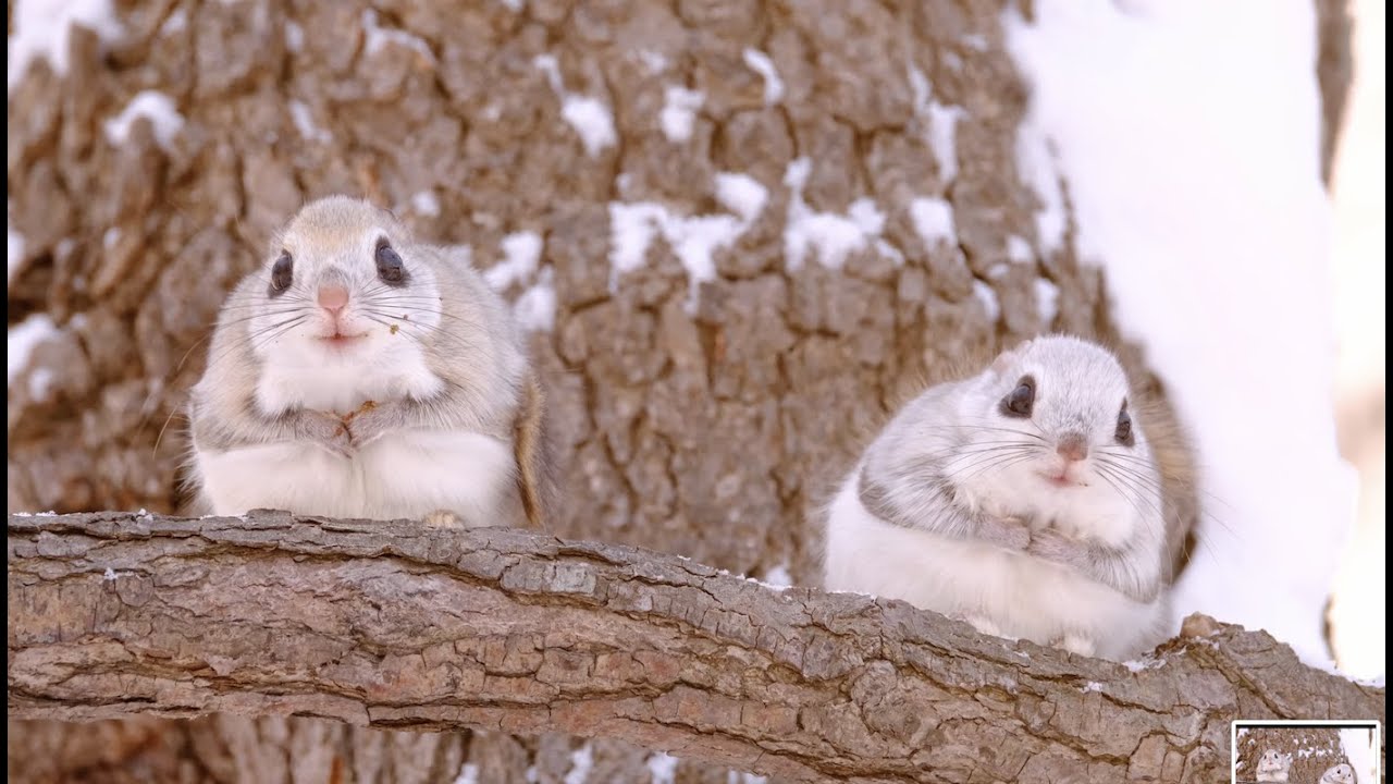エゾモモンガ♡  ３分モモちゃん／北海道のエゾモモンガ癒やしムービー