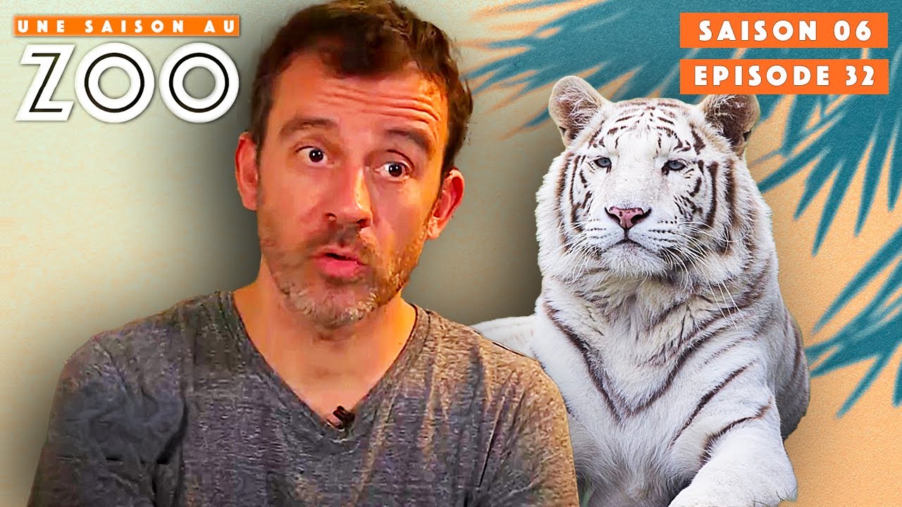 Rewa, la Femelle Tigre Blanc est blessée à la Patte | S06EP32 | Intégrale | Une saison au zoo