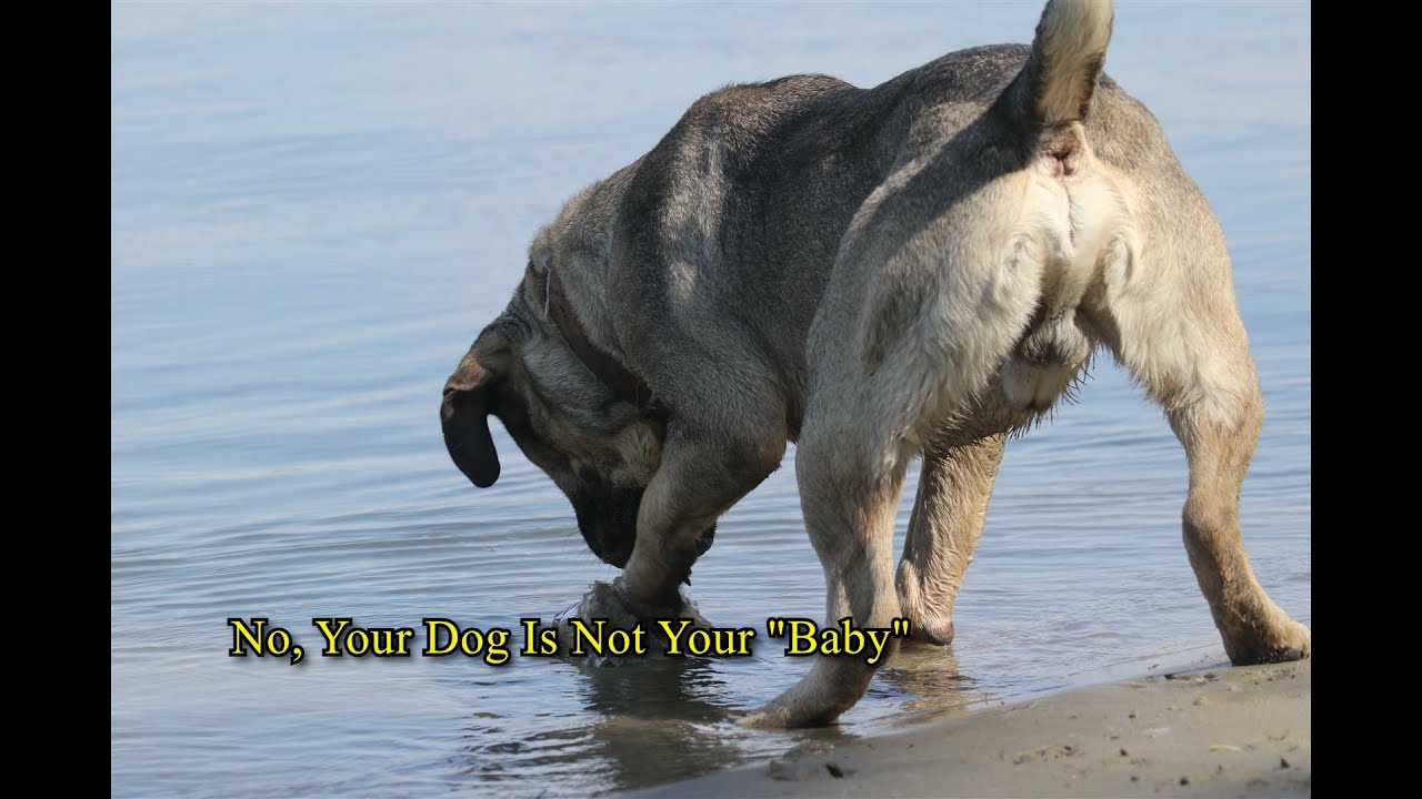 Serbian defense dog .No, Your Dog Is Not Your 