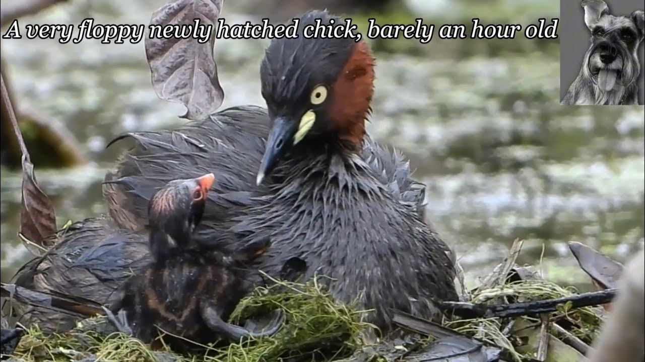 LITTLE GREBE Parents continued incubating remaining egg 17th Dec