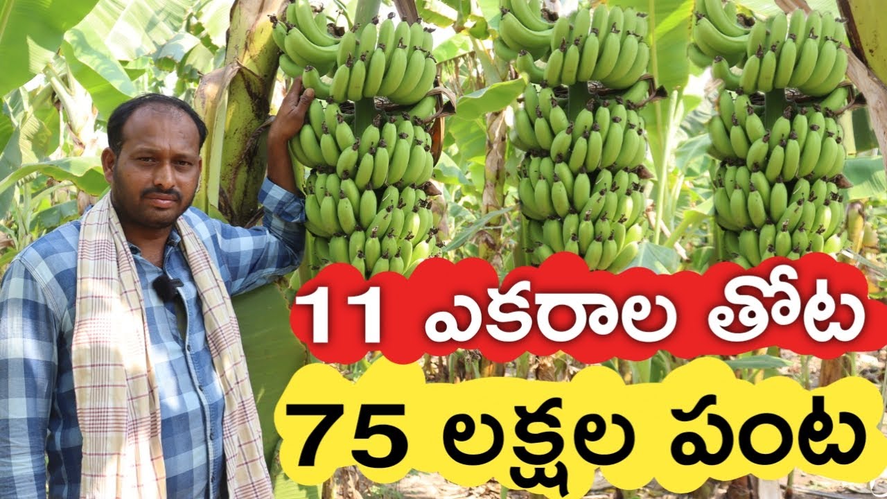 11 ఎకరాల అరటి తోట.. 75 లక్షల పంట | Banana Farmer Success Secret | రైతు బడి