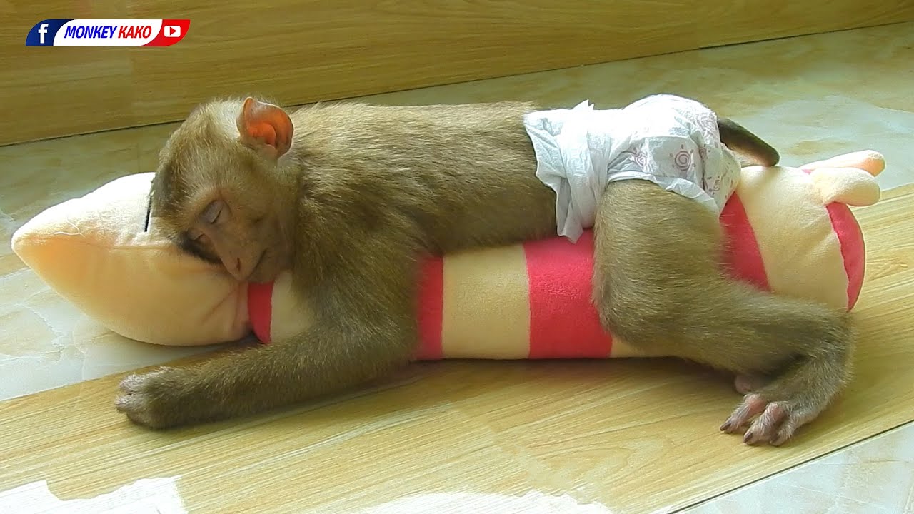 Lovely Family, Mom Take Care Baby Monkey Kako Sleep Hugging Pillow