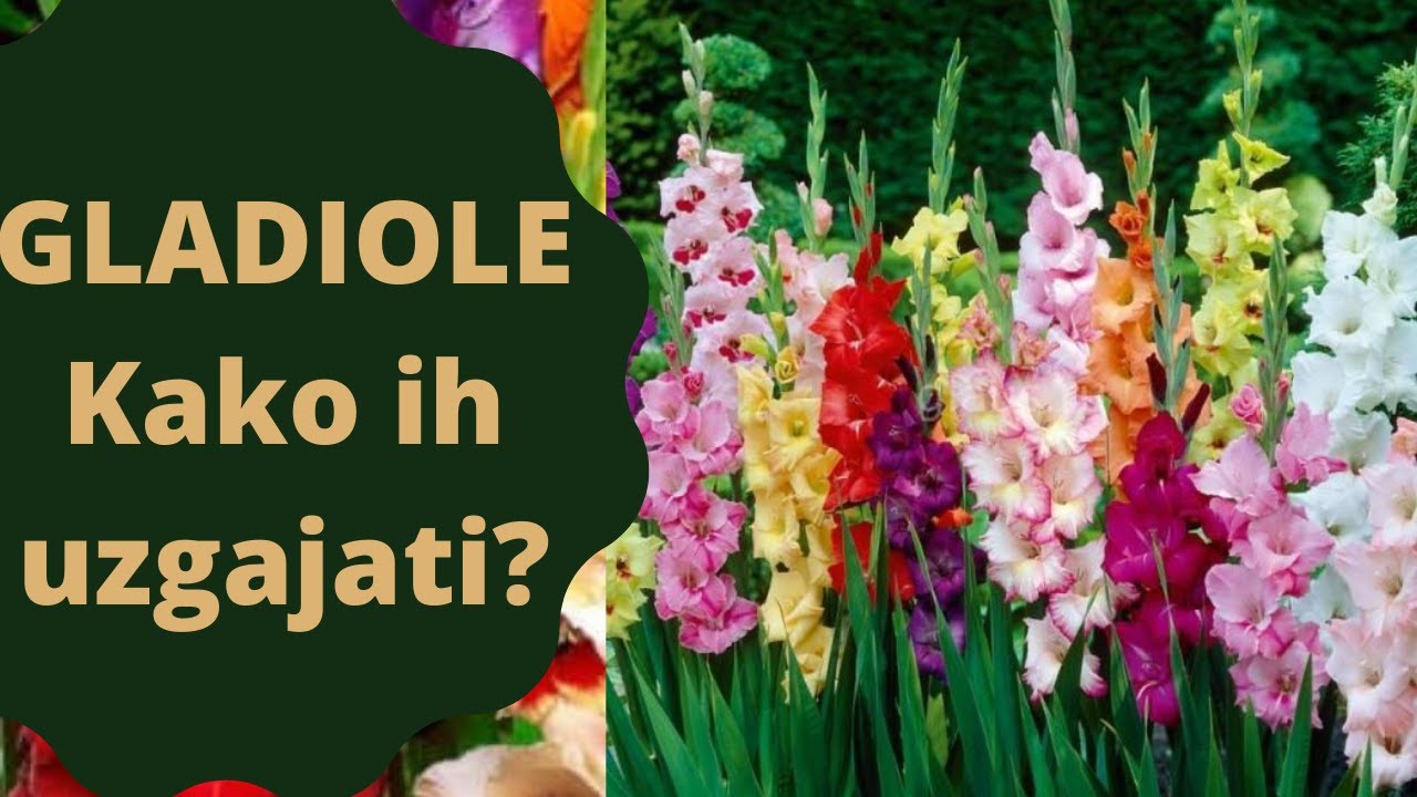 Kako uzgajati gladiole?