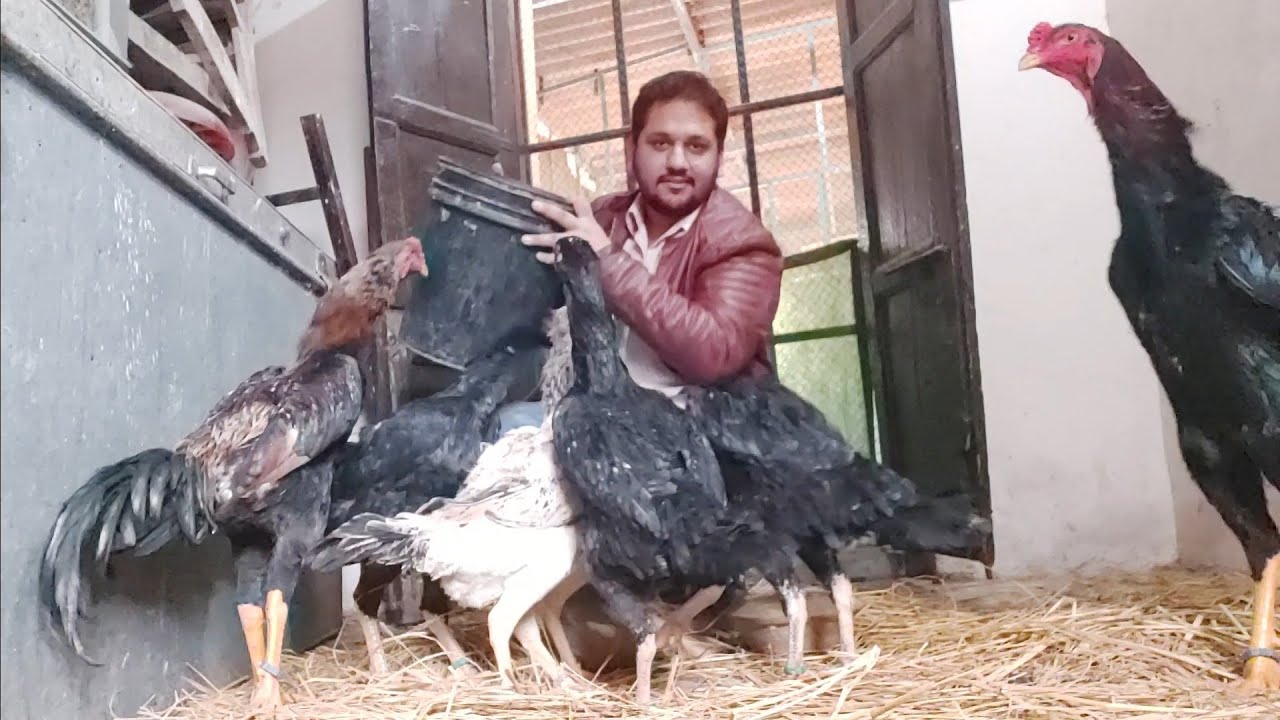 Chiken Farming In Punjab Desi Murgi Palan - Hsn Entertainment