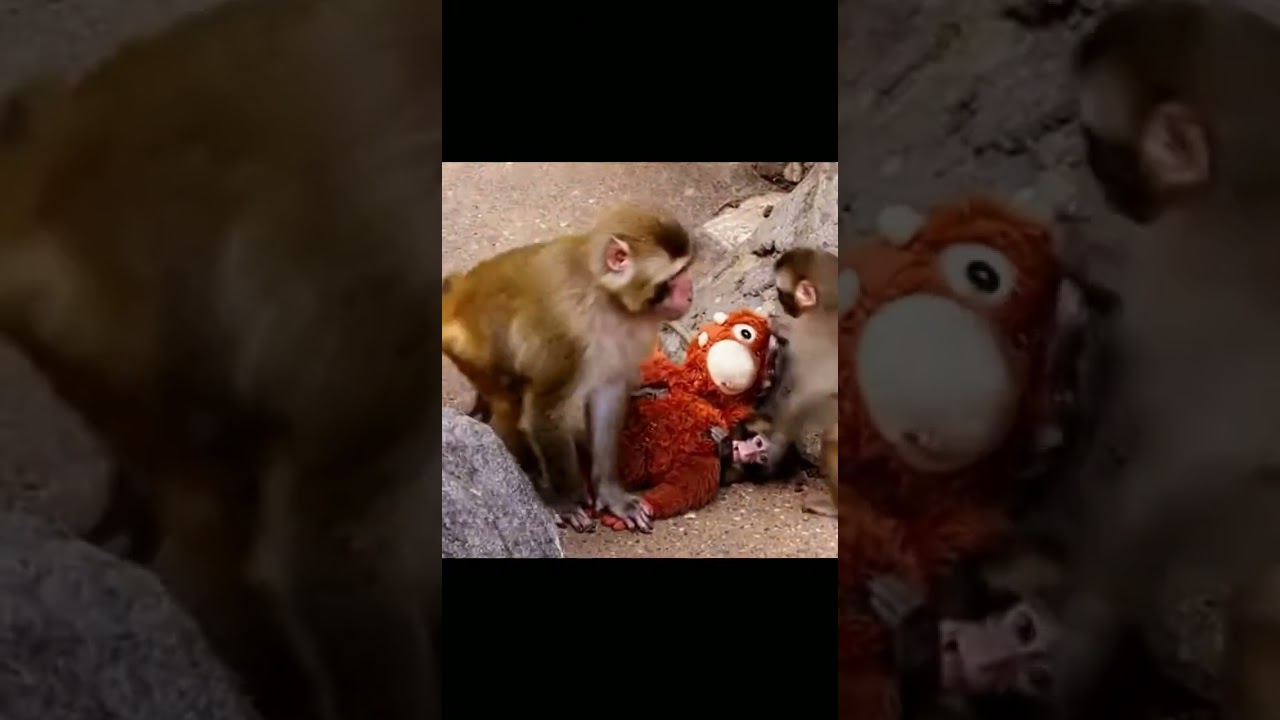 Bullied Punch Monkey Struggles to Protect Its Stuffed Animal