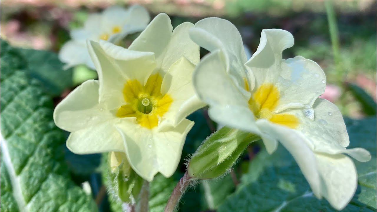 Spring Flower Healing:￼The￼ Primrose, Primula￼ Vulgaris.￼￼