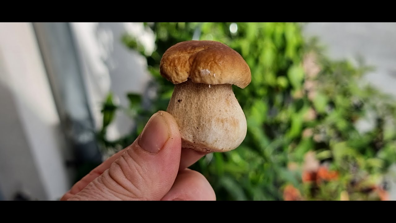 Die ersten Steinpilze in Solingen und wir Kochen ein Steinpilz Risotto, Steinpilze im Sommer.