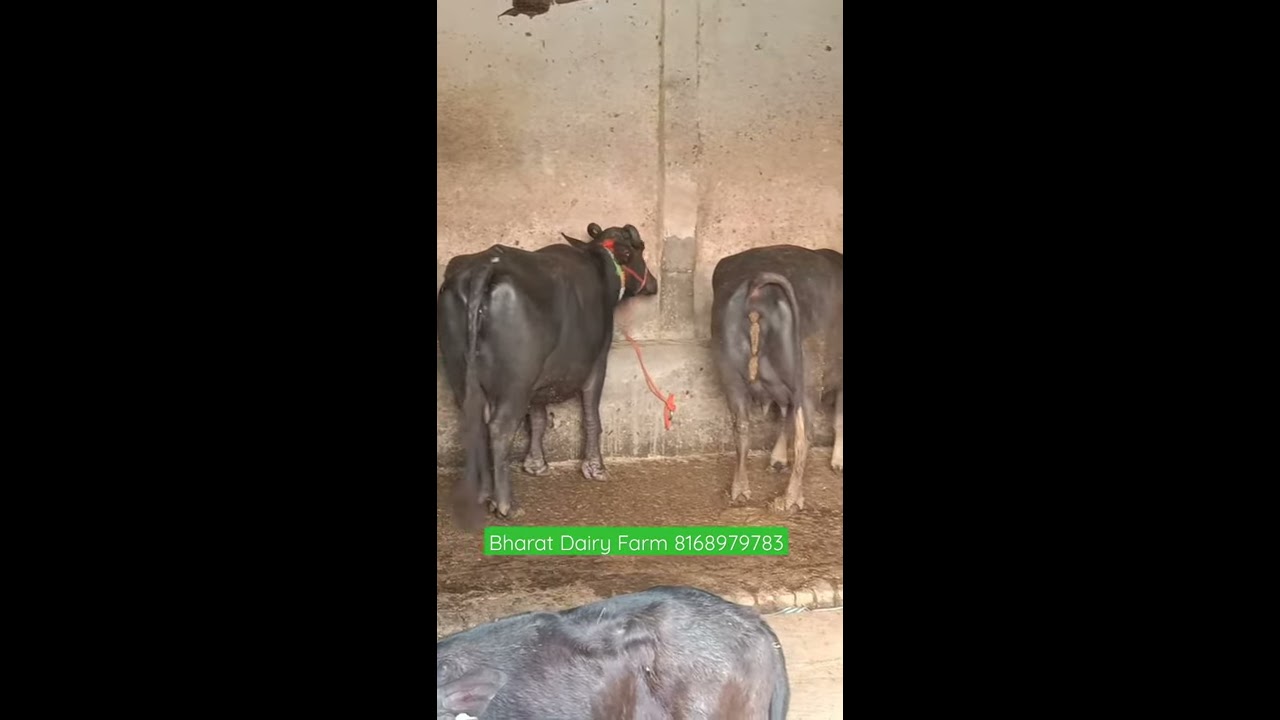 Top Murrah buffalo ready for sale 8168979783