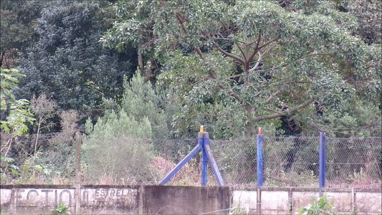 Tiros à 120m com Cometa Lynx v10 5 .5 da minha casa até o outro lado do campo de futebol!!