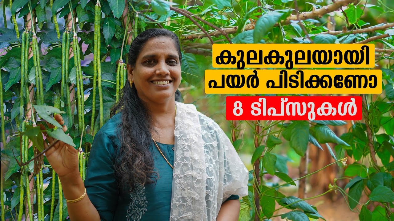 കുലകുലയായി പയർ പിടിക്കണോ 8 ടിപ്സുകൾ | Mini's LifeStyle