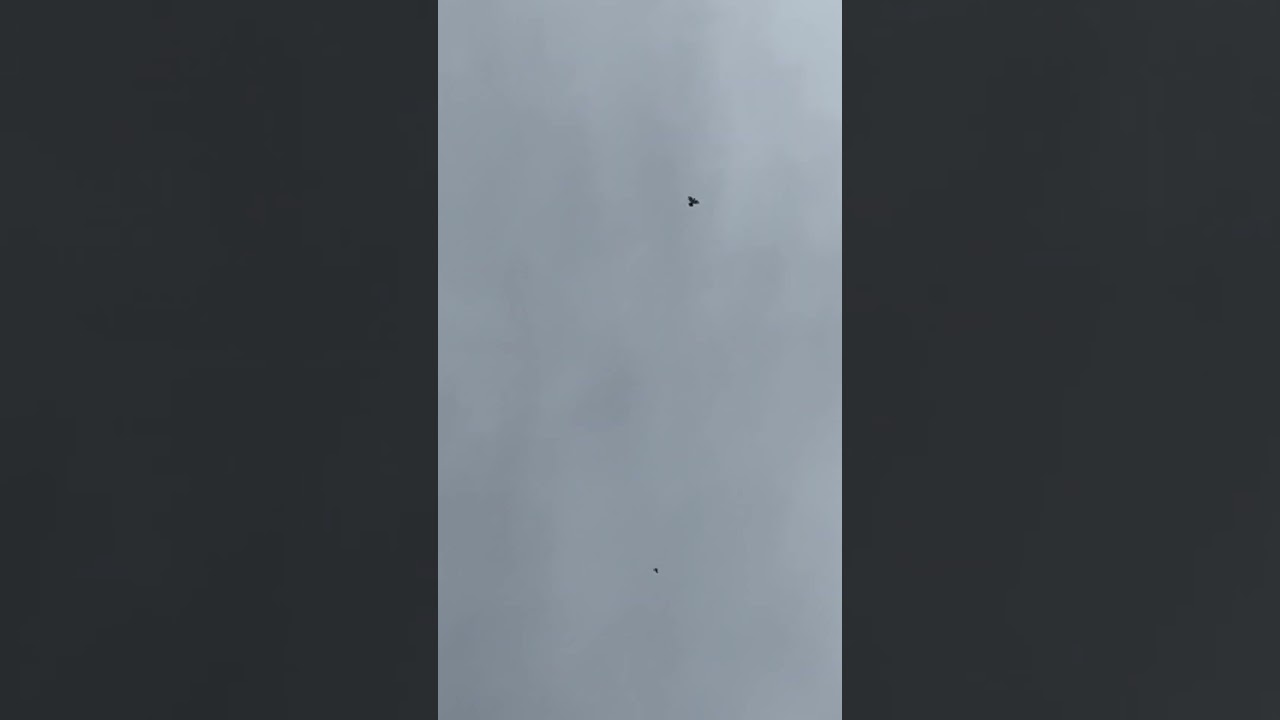 Freiflug , sommer , berlin , tauben , pllumat , rassentauben , hochflieger