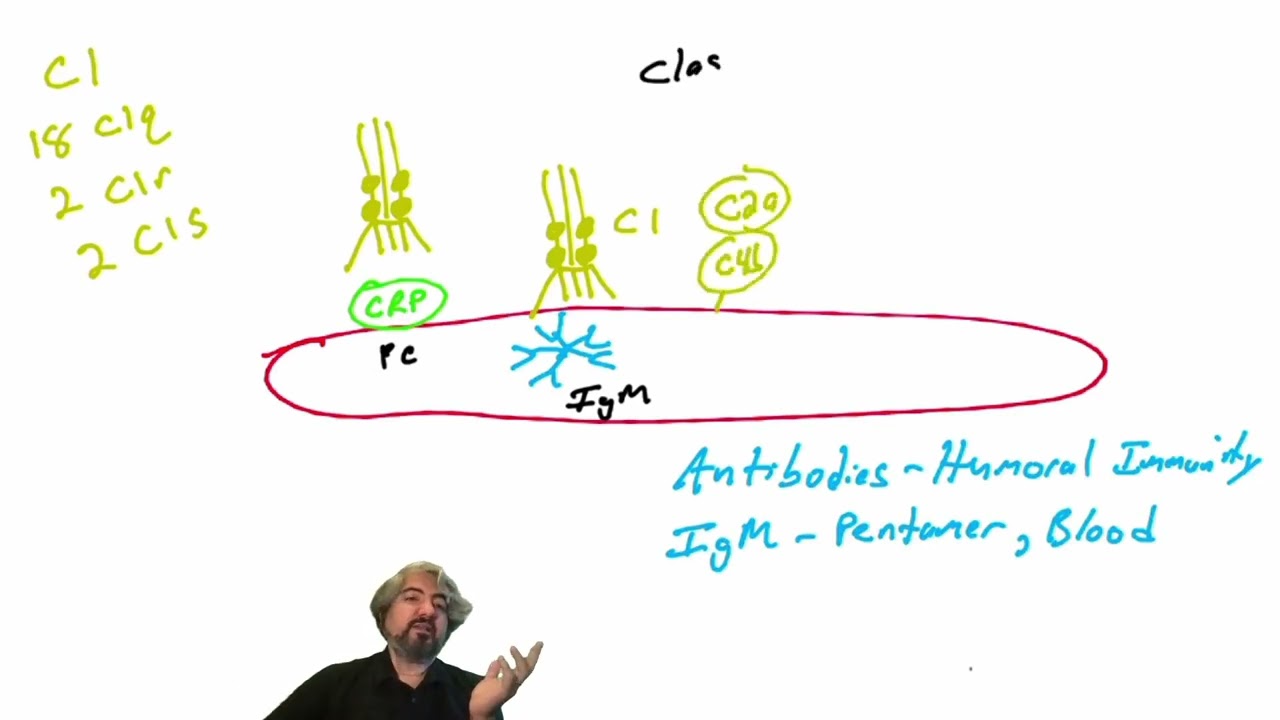 Classical Pathway of Complement Activation by Antibodies