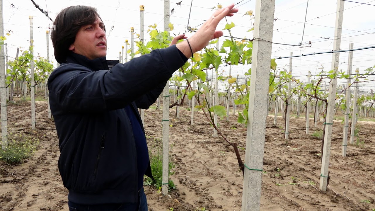 Formarea corectă a unei plante de viță de vie după sistemul Pergola Tendone