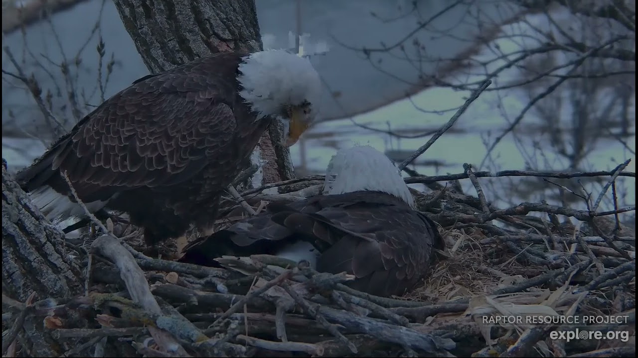 Decorah Eagles 3-5-26, 6:34 am HD arrives, HM2 soft vocals, she takes off, HD settles down