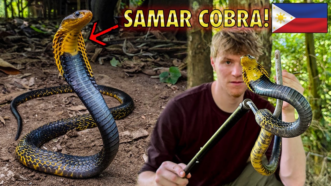 Catching the MOST DEADLY COBRA in The Philippines!