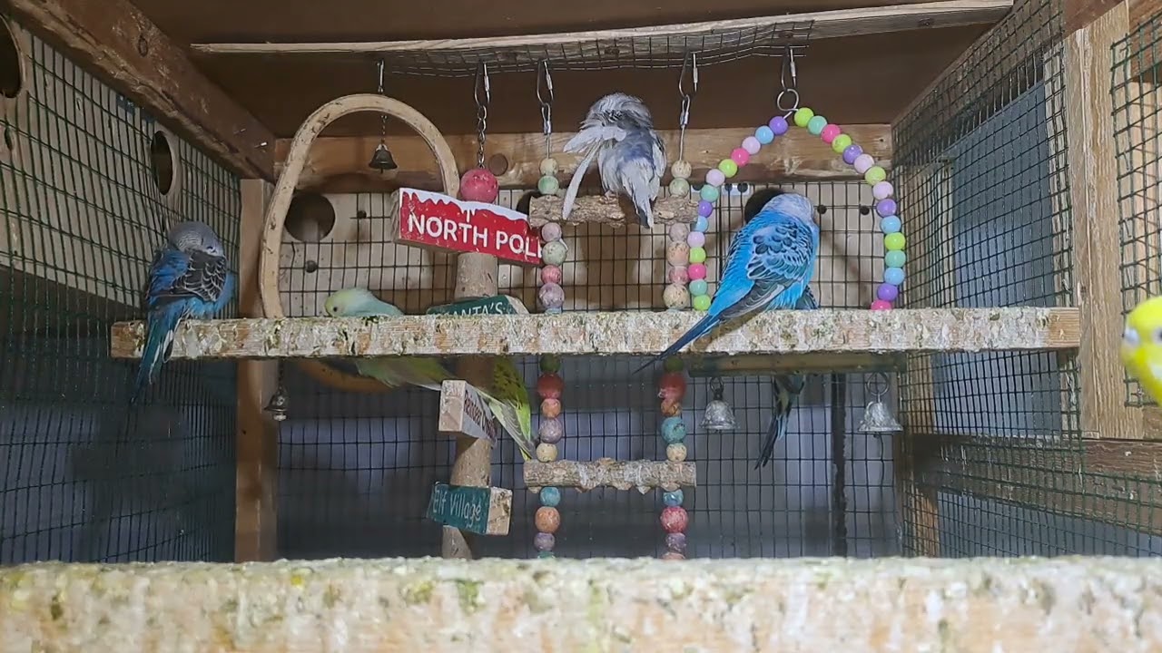 Parrots – Cute and Fun!