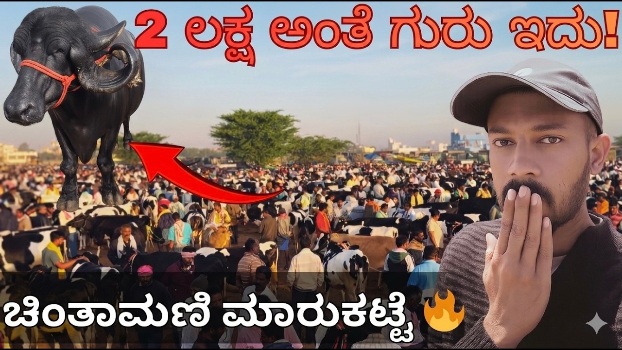 Chintamani Cattle Market 🐄 | ಚಿಂತಾಮಣಿ ಹಸುಗಳ ಸಂತೆ  |  Karnataka’s Largest Cow Market