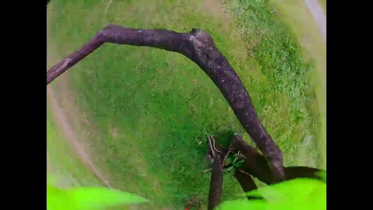 FPV Treestyle / 3inch Babytooth 1S tri-blade
