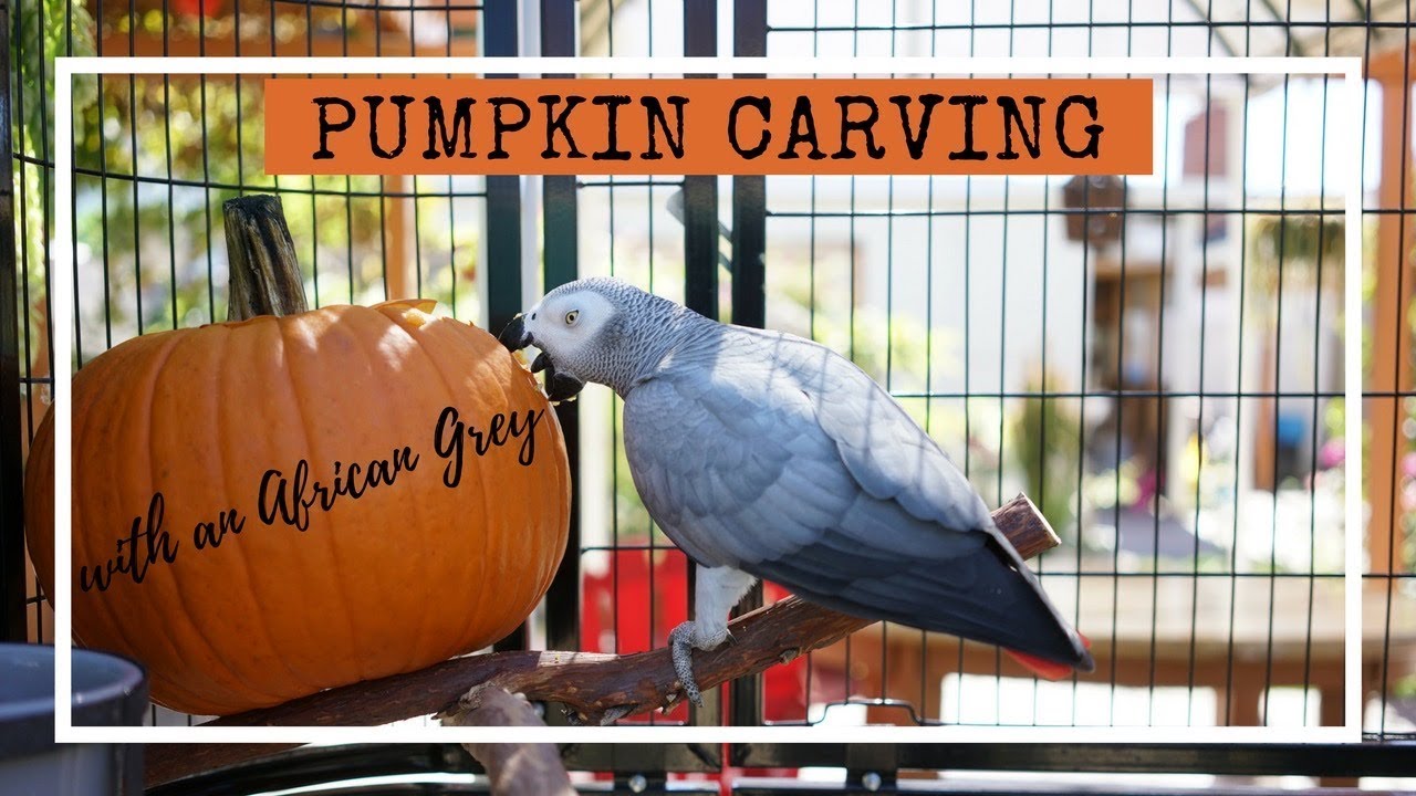 Pumpkin Carving with an African Grey