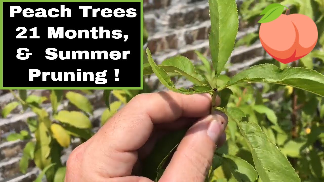 Peach Trees Grown From Seed - 21 Months Old, Summer Pruning