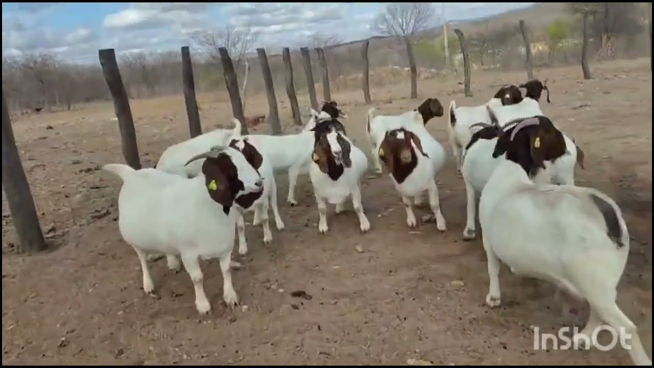 Pensando em criar bodes? 🐐Veja essas raças e comenta aqui qual você escolheria!
