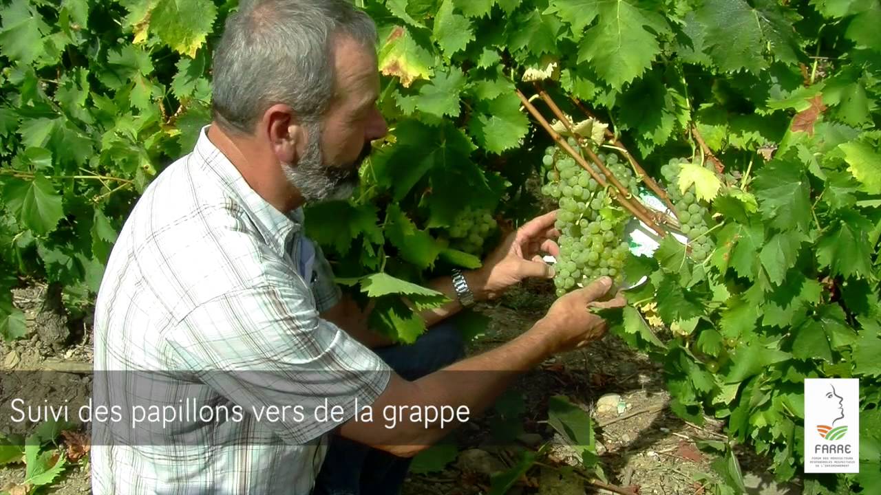 Suivi des ravageurs de la vigne: cicadelle de la flavescence dorée et ver de la grappe
