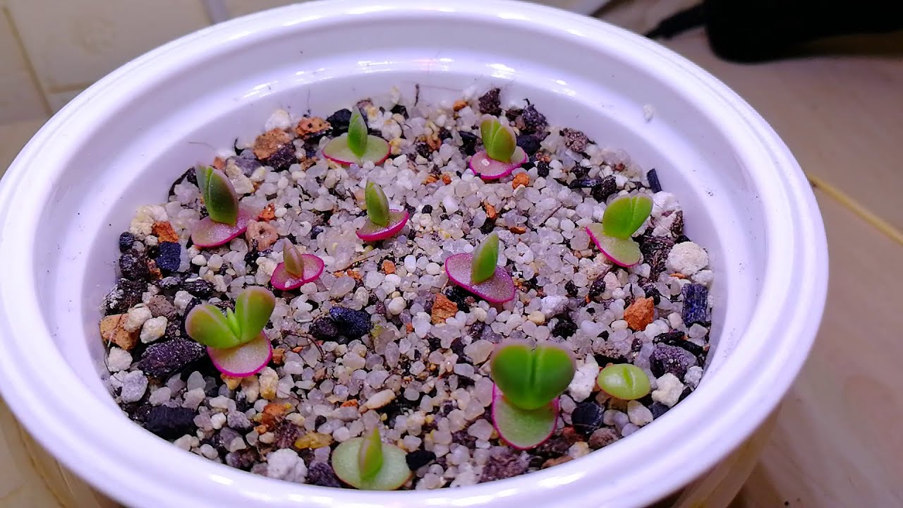 Фаукария. Сеянцам месяц. Полив.