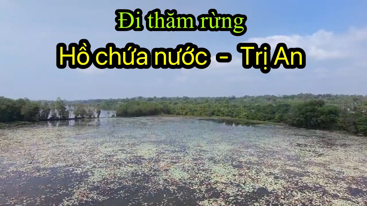 1 ngày câu cá lóc ở rừng Trị An , mực nước còn khá cao … 