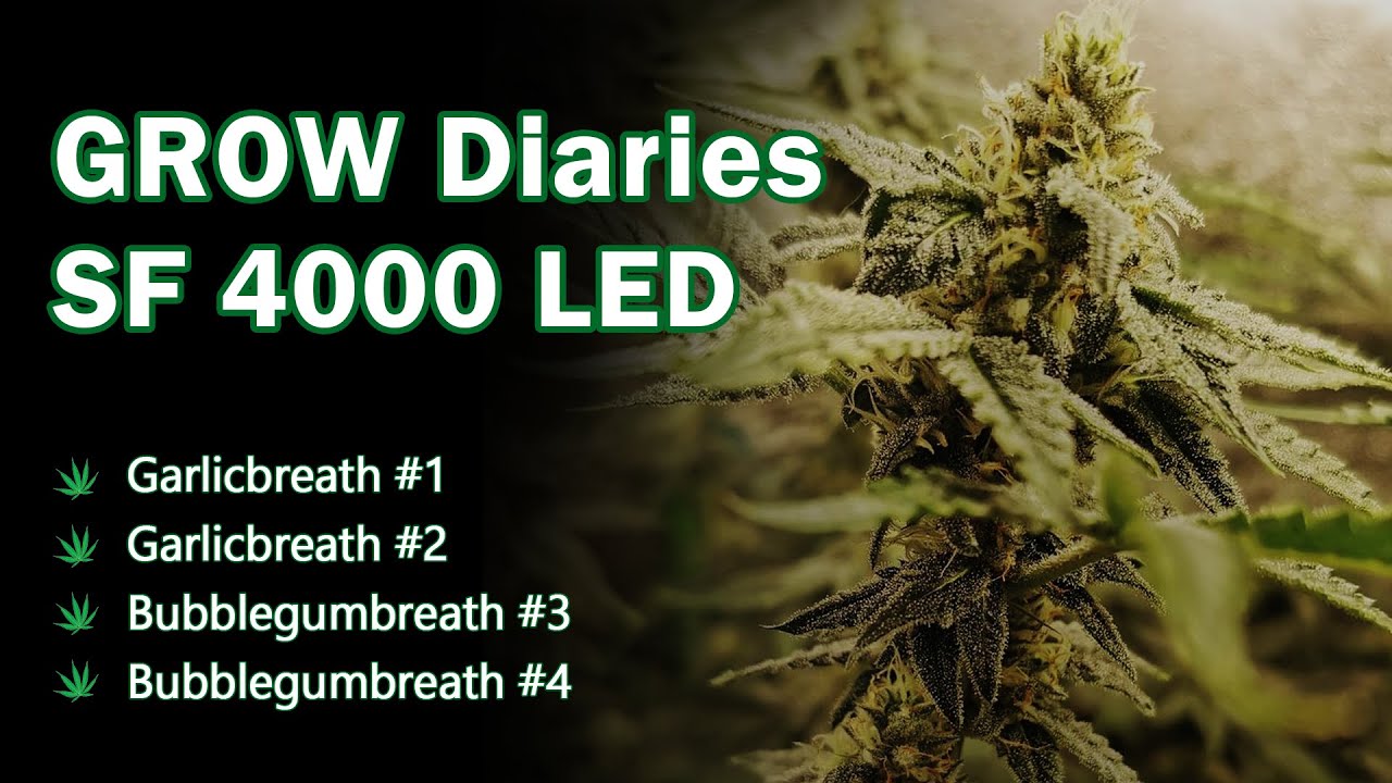 [Grow Journal#16] Complete Indoor Cannabis Grow Diary Under SF4000 LED