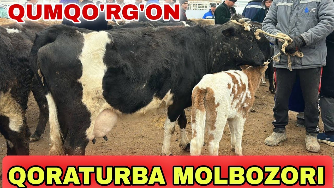 QUMQO'RG'ON QORATURBA MOLBOZORI BOQMA VA SEMIZ BUQALAR SOG'IN SIGIRLAR NARXLARI 18.01.2026