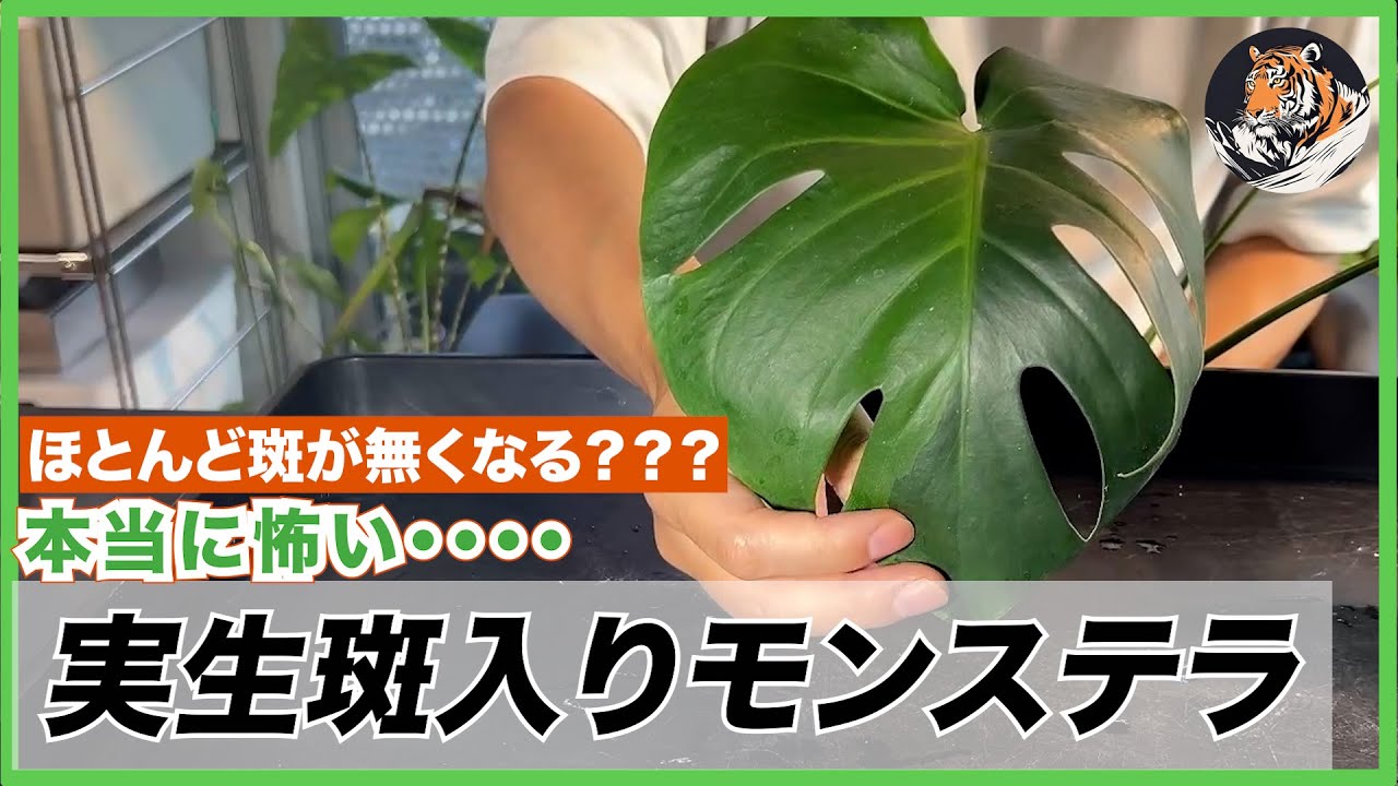 【モンステラ】斑がすぐに無くなる？本当に怖い実生斑入りモンステラの世界。変異モンステラもあわせてご紹介しながら植え替え